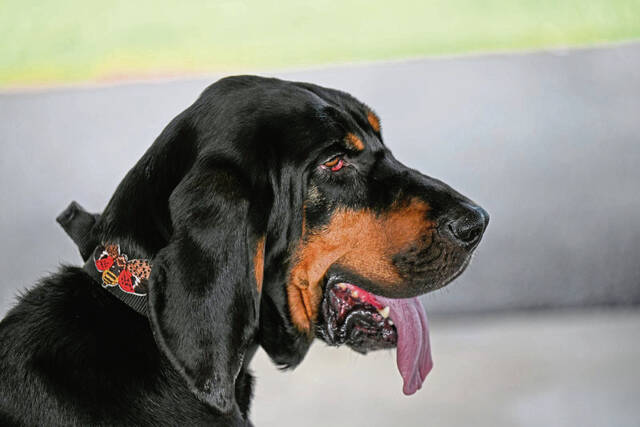 8712459_web1_gtr-lanternflydogs104-072525