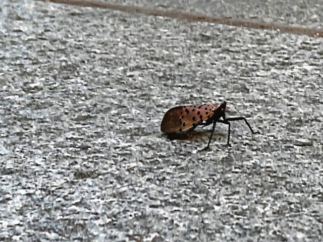 8712459_web1_ptr-lanternflies