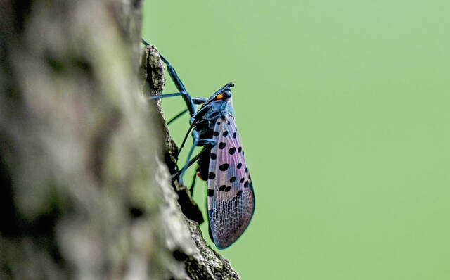 8724778_web1_VND-SpottedLanternfly100-082423