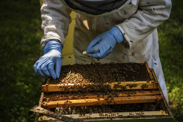 New mobile app could help save honeybee hives, protect $20 billion in agriculture