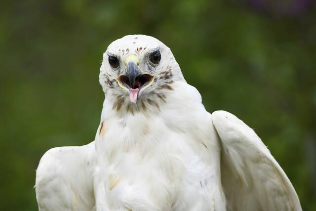 8727883_web1_gtr-hawkrelease001-080625
