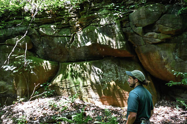 8735450_web1_gtr-OldGrowth001-080725