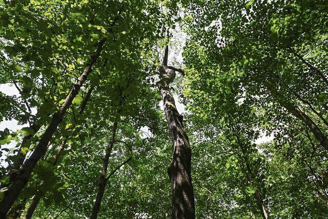 8735450_web1_gtr-OldGrowth004-080725