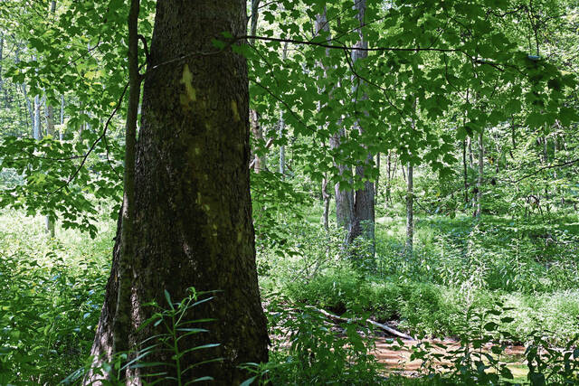 8735450_web1_gtr-OldGrowth005-080725