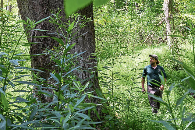 8735450_web1_gtr-OldGrowth006-080725