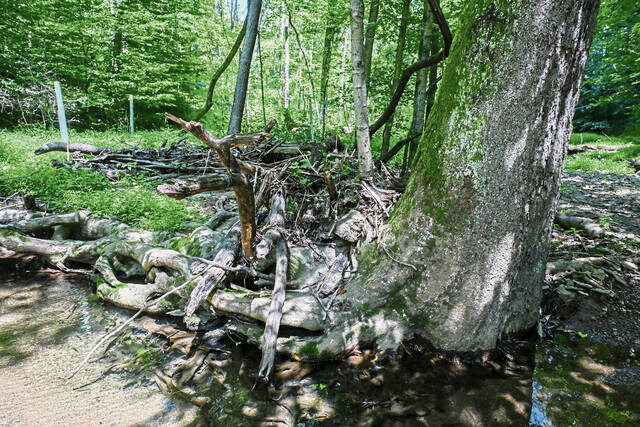 8735450_web1_gtr-OldGrowth007-080725