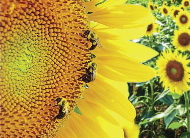 8741810_web1_Bees-on-Sunflower