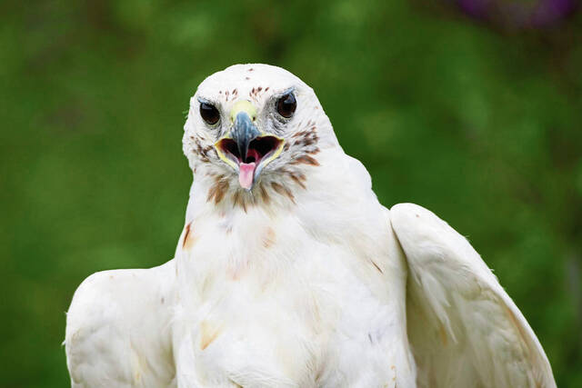 8743542_web1_gtr-hawkrelease001-080625