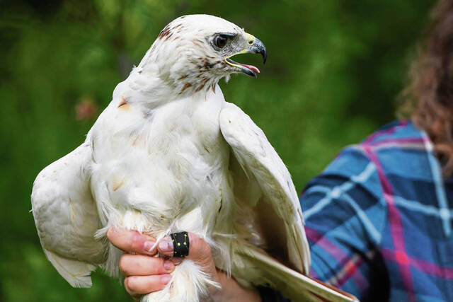Happy tail: Rare hawk rehabilitated, released in Laurel Highlands