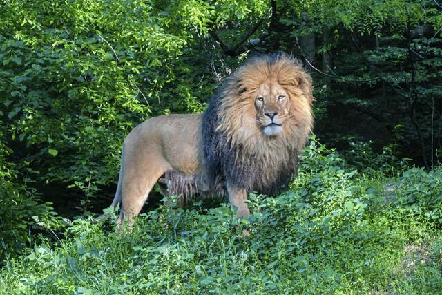 Hold your horses: Danish zoo seeks domestic animals as fodder, but U.S. zoos eschew practice