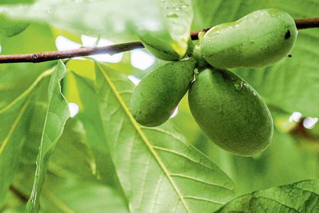 8765095_web1_gtr-pawpawfruit2-083125