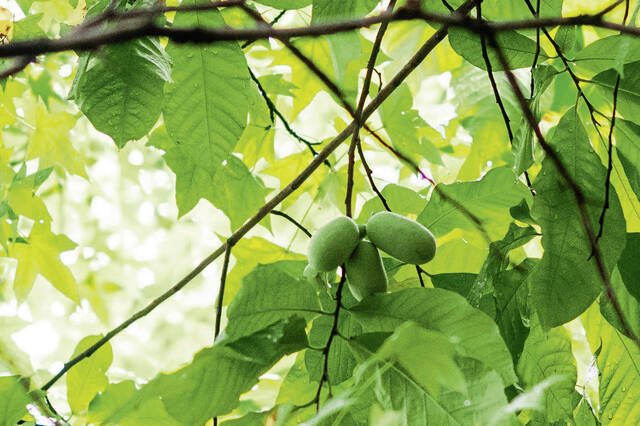 8765095_web1_gtr-pawpawfruit4-083125