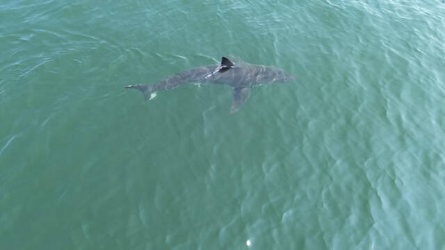Great white shark seen near popular beaches in Maine, sparking a warning from police