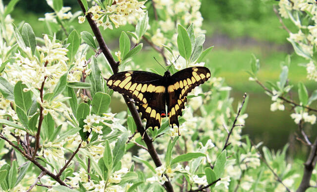 8777899_web1_MI-River-Butterfly-Final