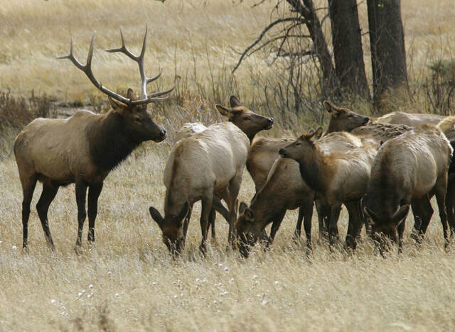 Pa. Game Commission's elk cam returns ahead of mating season