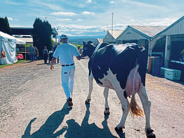 8785944_web1_gtr-dairycow3