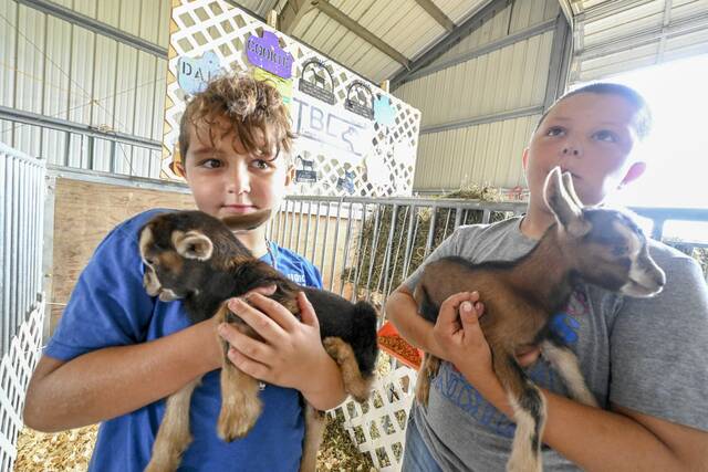 Week-old goats draw a crowd at Westmoreland Fair