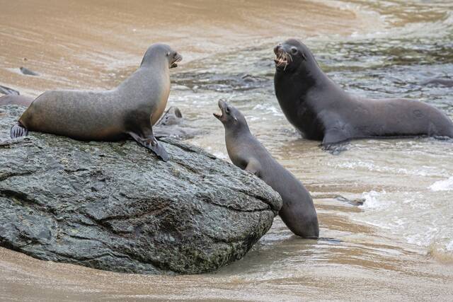 8791313_web1_ptr-wire-SeaLionsIllnessLA-082025