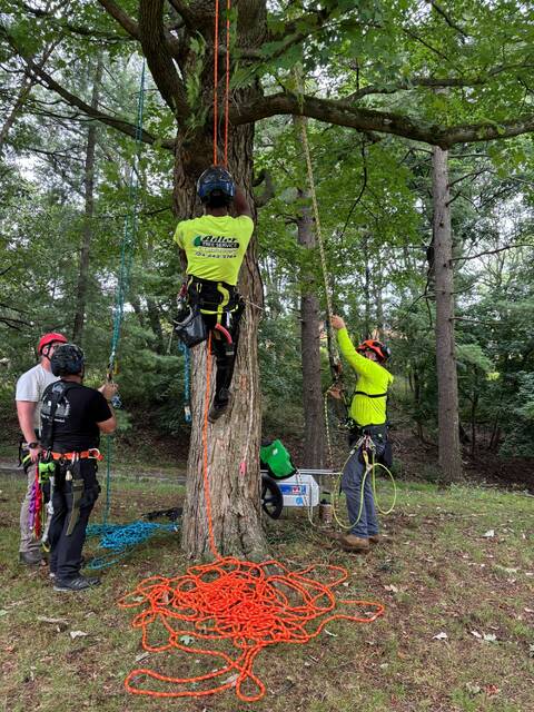 8792633_web1_naj-TreePhillipsHoist-082825
