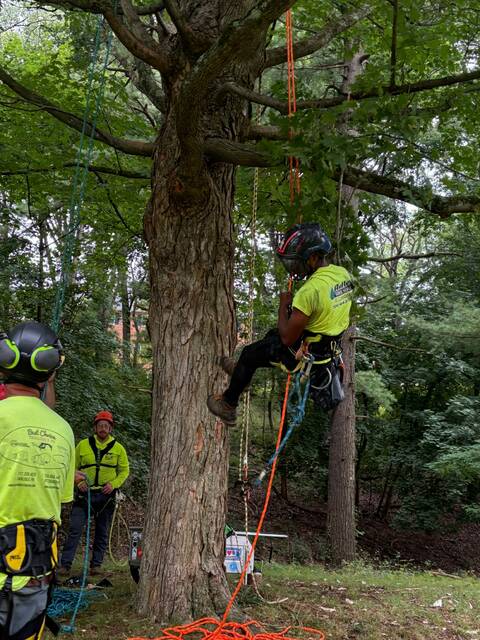 8792633_web1_naj-TreePhillipsUp-082825