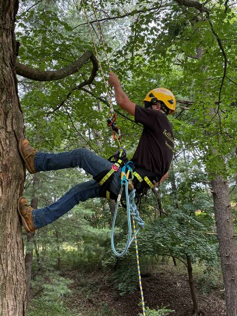 8792633_web1_naj-TreePisaniClimb-082825