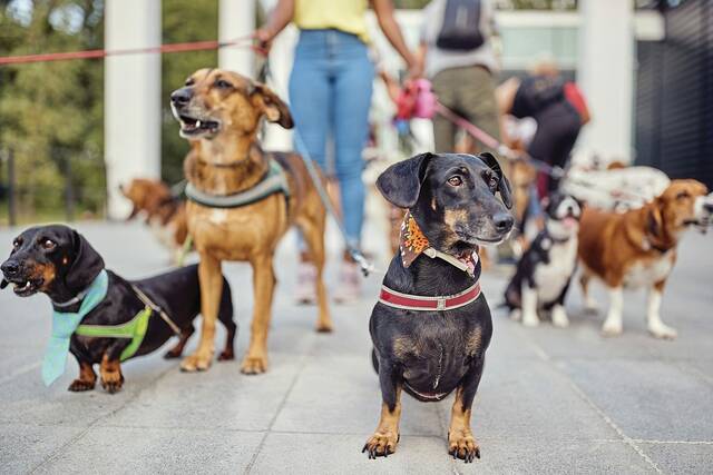 8814122_web1_Walking-Dogs-WEB