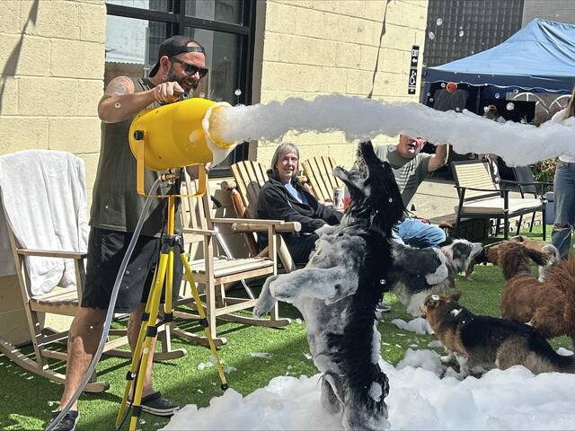 8826217_web1_PTR-PTR-LaborDayDogs-090225-001