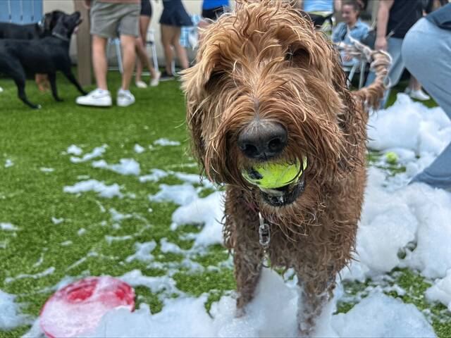 8826217_web1_PTR-PTR-LaborDayDogs-090225-004