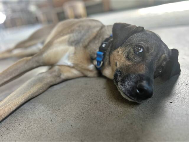 8826217_web1_PTR-PTR-LaborDayDogs-090225-005