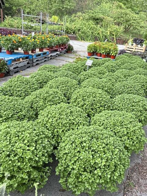 8826575_web1_gtr-Mums-Flora-1