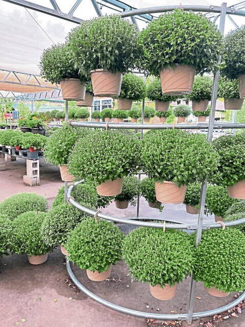 8826575_web1_gtr-Mums-Flora
