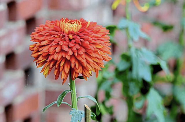 8826575_web1_gtr-Mums-Phipps-Gallery