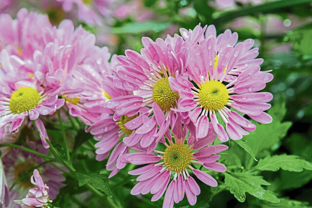 8826575_web1_gtr-Mums-Phipps-Sunken