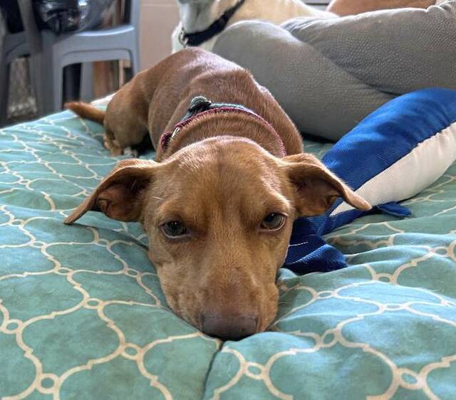 8827393_web1_vnd-DogShelter-093025--2-