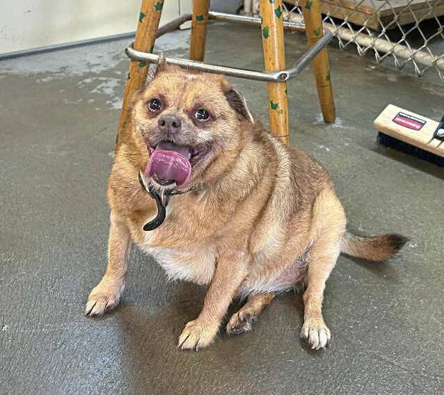 8827393_web1_vnd-DogShelter-093025--3-