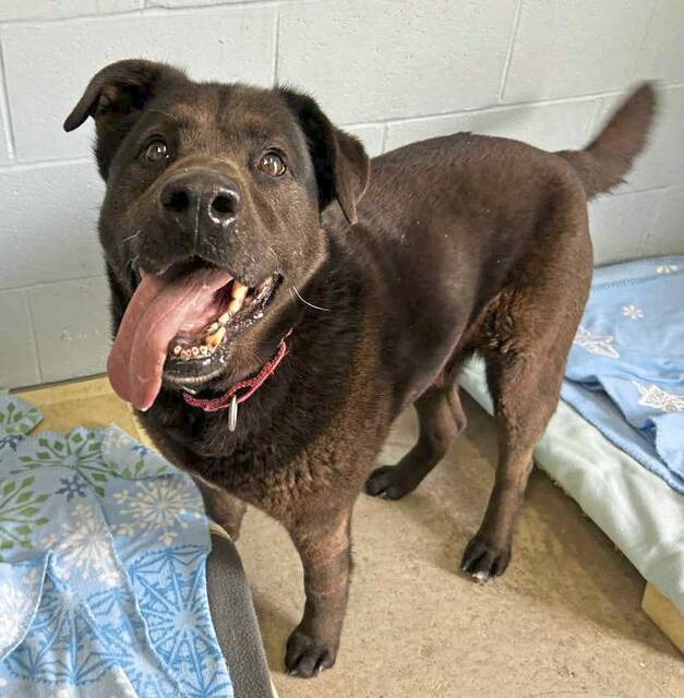 8827393_web1_vnd-DogShelter-093025--4-