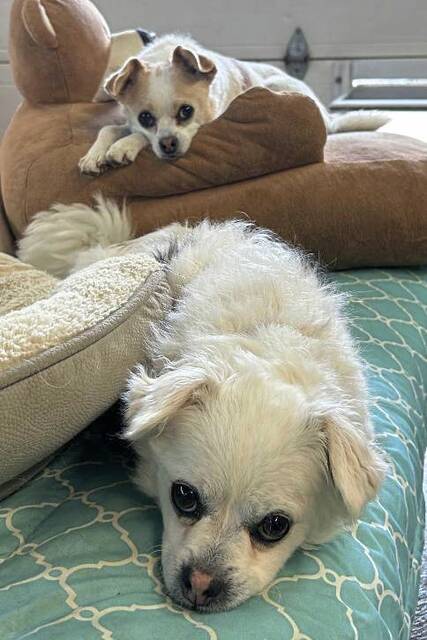 8827393_web1_vnd-DogShelter-093025--5-