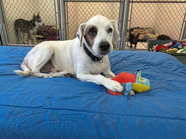 8827393_web1_vnd-DogShelter-093025