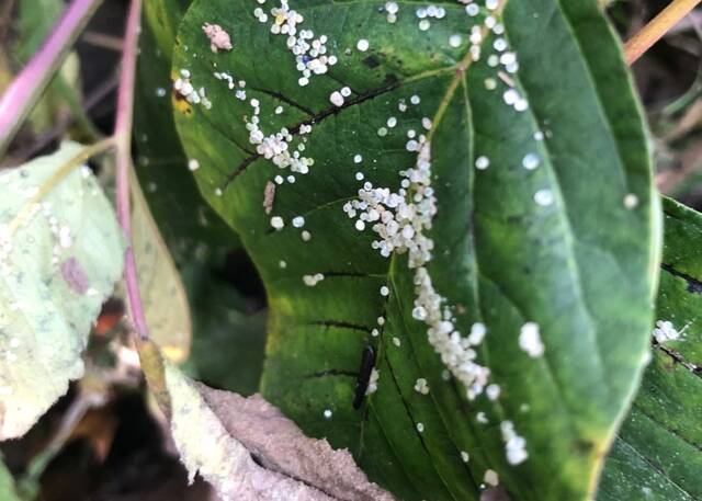 8833811_web1_Nurdles-on-leaves