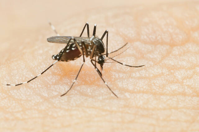 8835220_web1_web-mosquito2
