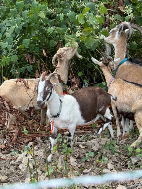 8844852_web1_sj-goatsmunching-091825