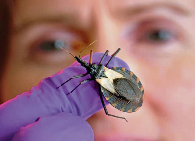 ‘Kissing bug’ disease on the rise in U.S.