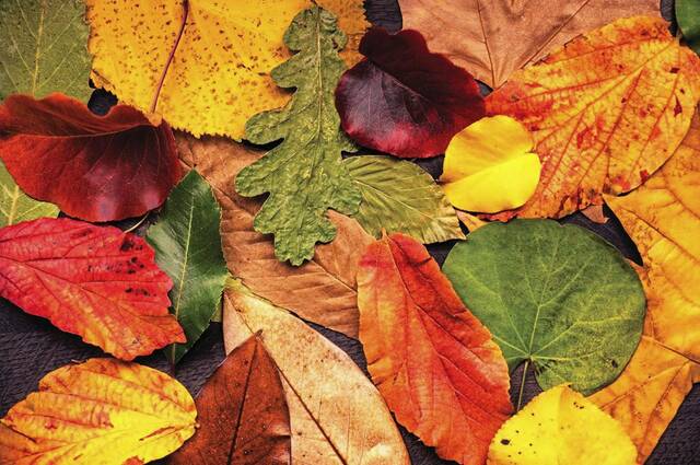 8866433_web1_Autumn-leaves-closup