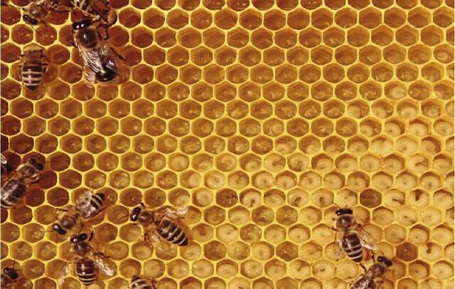 8877127_web1_Honey-comb-WEB