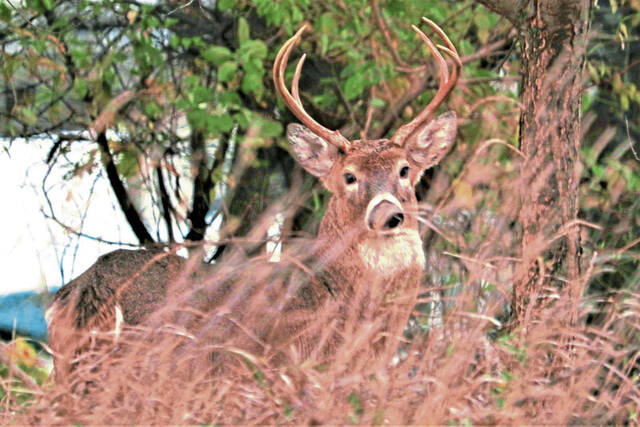 8890379_web1_WEB-deer-buck-local