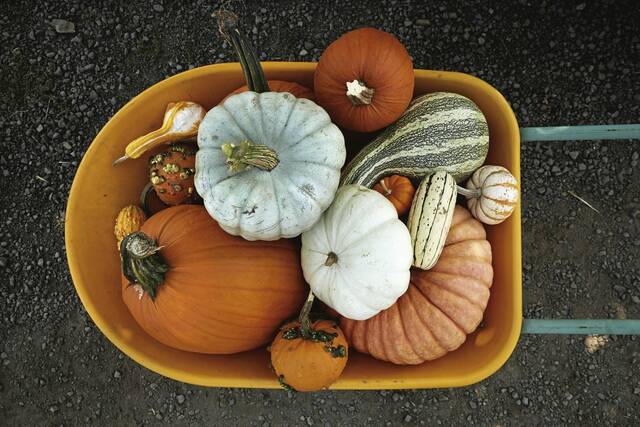 8890392_web1_Pumpkin-collection