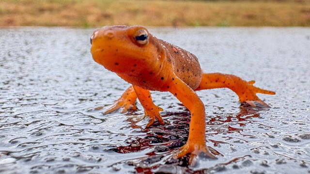 8911401_web1_ptr-ParkNewts-100125-1a