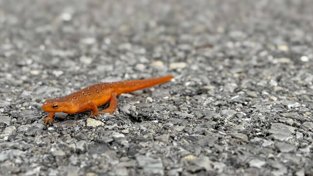 8911401_web1_ptr-ParkNewts-100125-3a