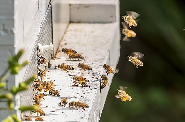 8848676_web1_sj-BeekeeperStudent4-091825