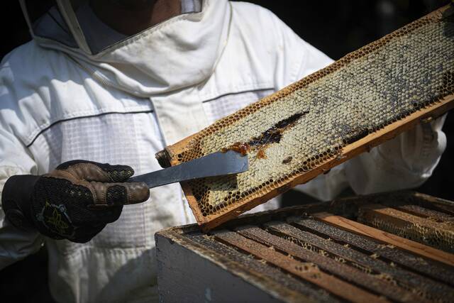 8848676_web1_sj-BeekeeperStudent8-091825